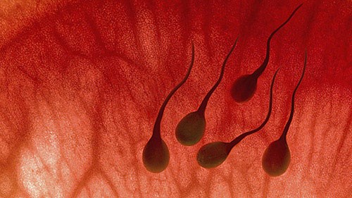 Lo sợ không biết tinh trùng có máu là bị bệnh gì?